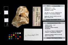 Foto (Objekt + Etikett) von Mundopsidae indet.  (NHMW-GEO-1990-0041-10259b)